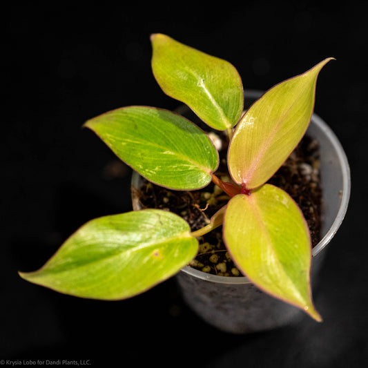 Philodendron 'Jungle Fever' Yellow Variegated Starter (Grower's Choice)