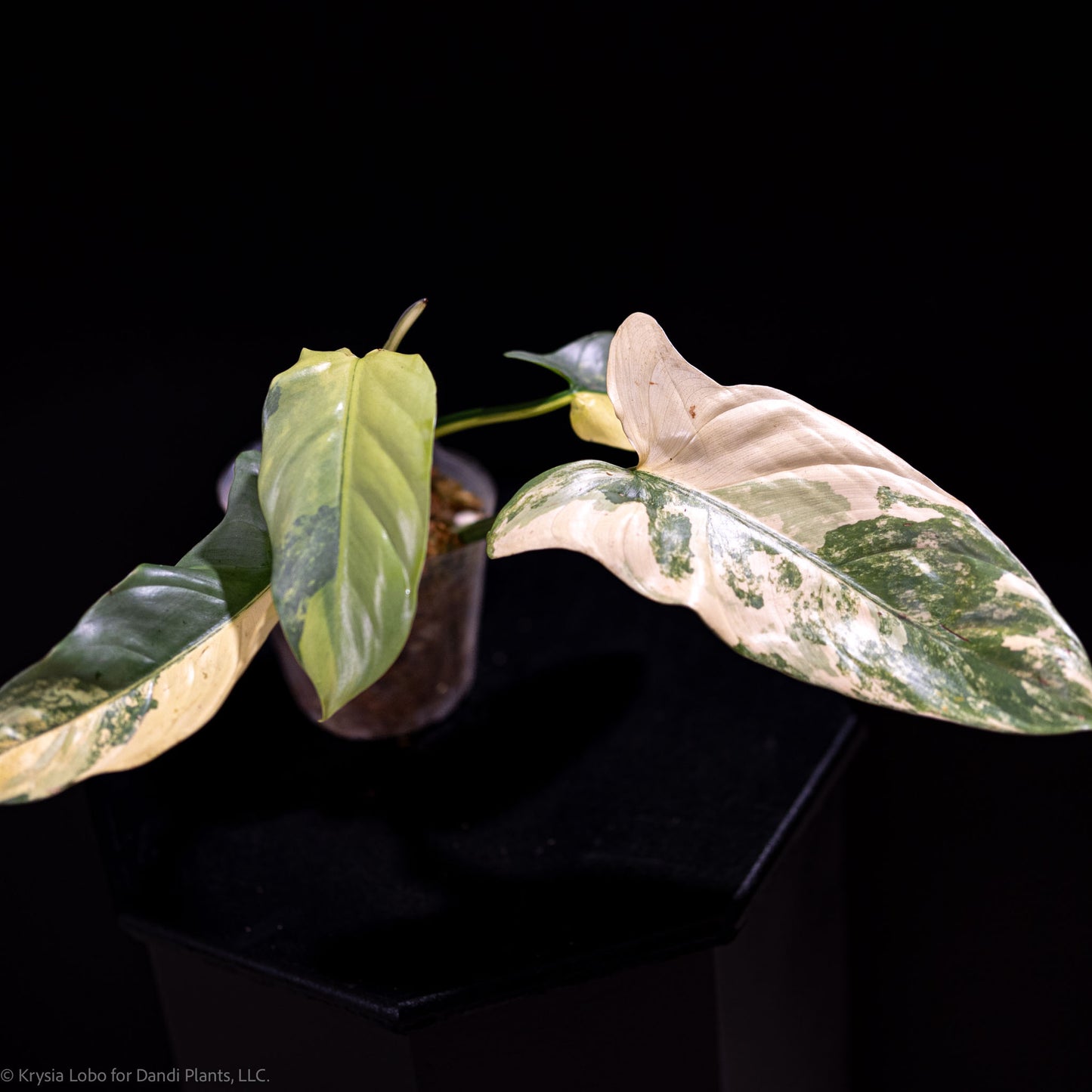 Philodendron Silver Sword 'Tricolor' Variegated SD49-01