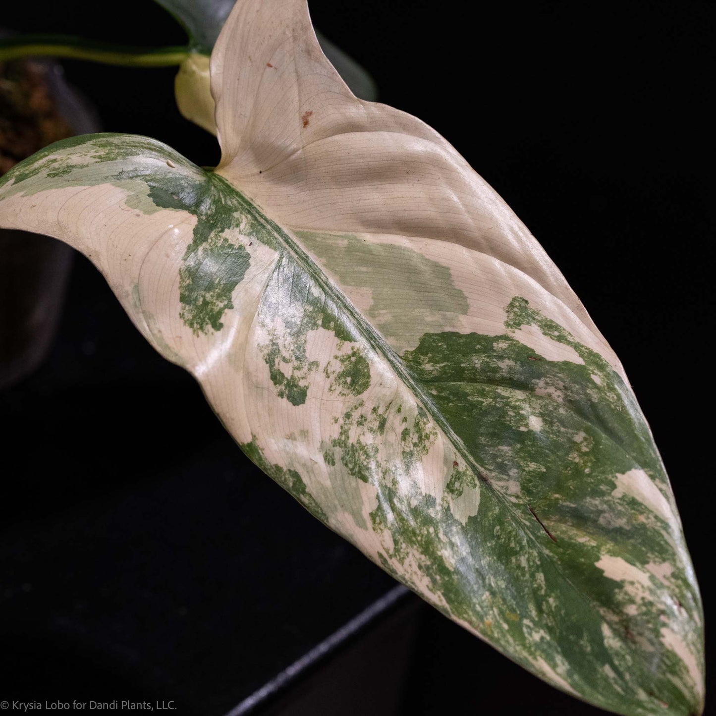 Philodendron Silver Sword 'Tricolor' Variegated SD49-01