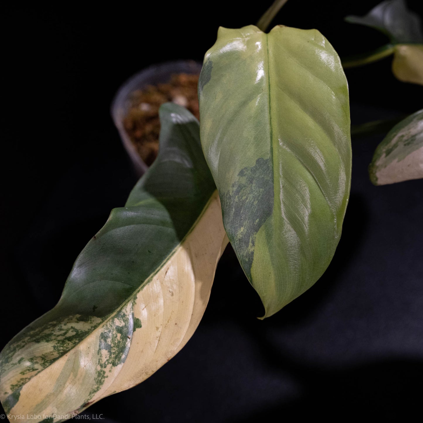 Philodendron Silver Sword 'Tricolor' Variegated SD49-01