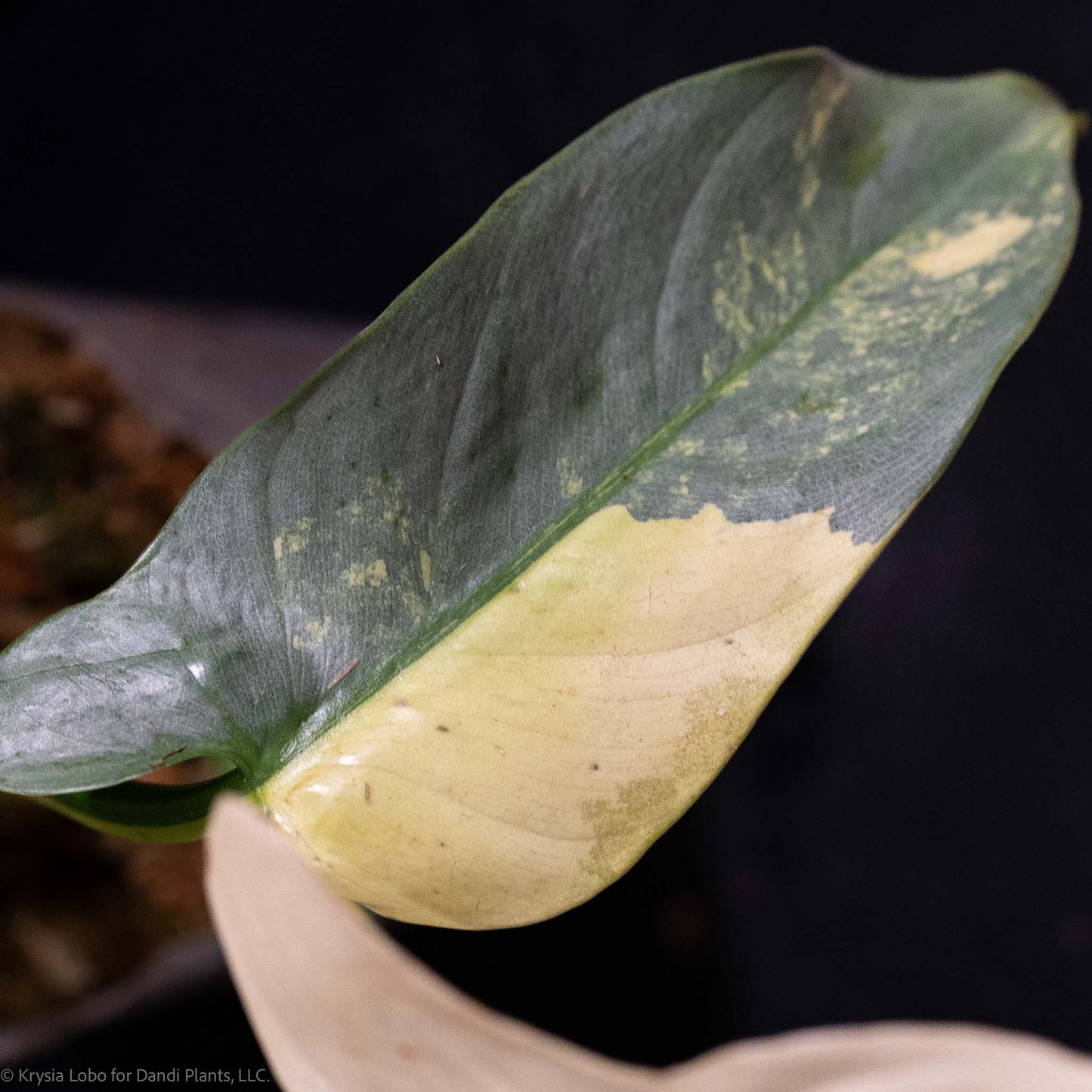 Philodendron Silver Sword 'Tricolor' Variegated SD49-01