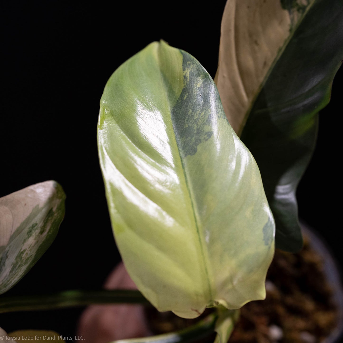 Philodendron Silver Sword 'Tricolor' Variegated SD49-01