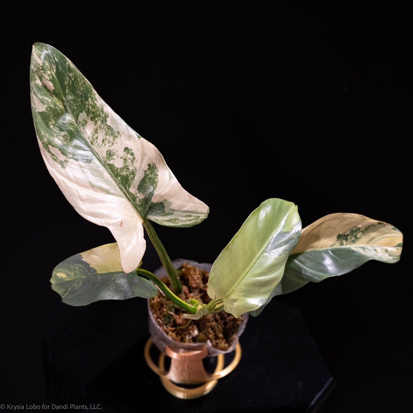 Philodendron Silver Sword 'Tricolor' Variegated SD49-01