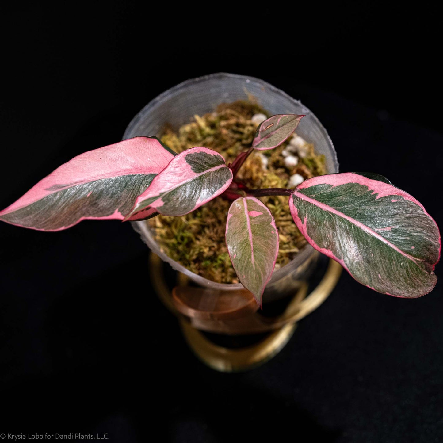 Philodendron Pink Princess Mutation Variegated SD49-01