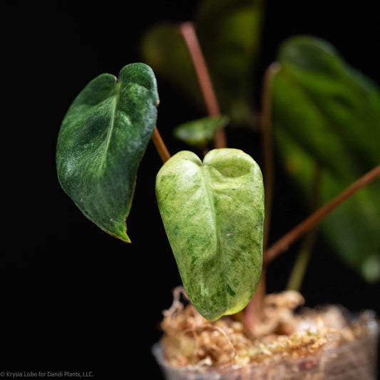 Philodendron 'El Choco' Red x Philodendron Billietiae Mint Variegated SD49-01