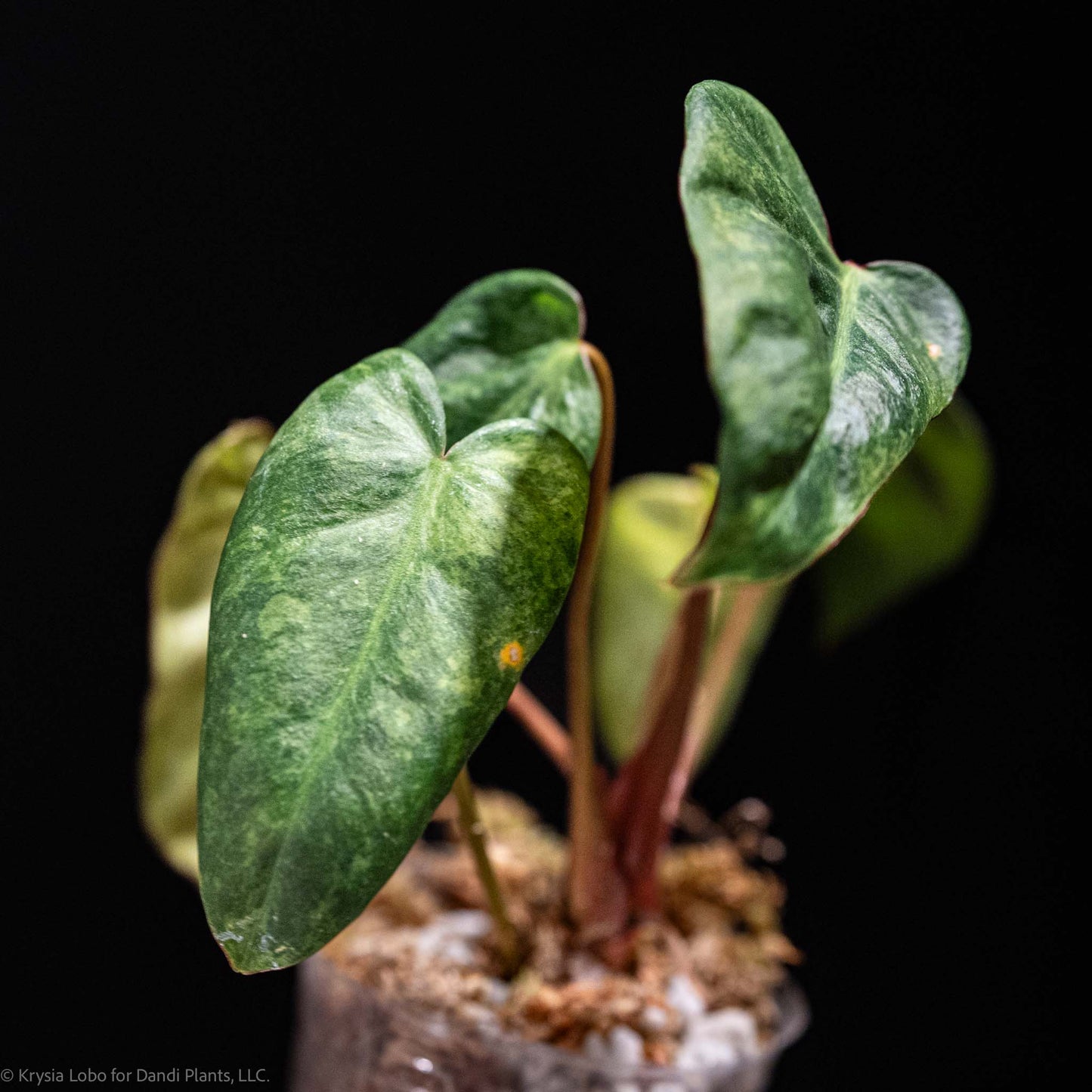 Philodendron 'El Choco' Red x Philodendron Billietiae Mint Variegated SD49-01