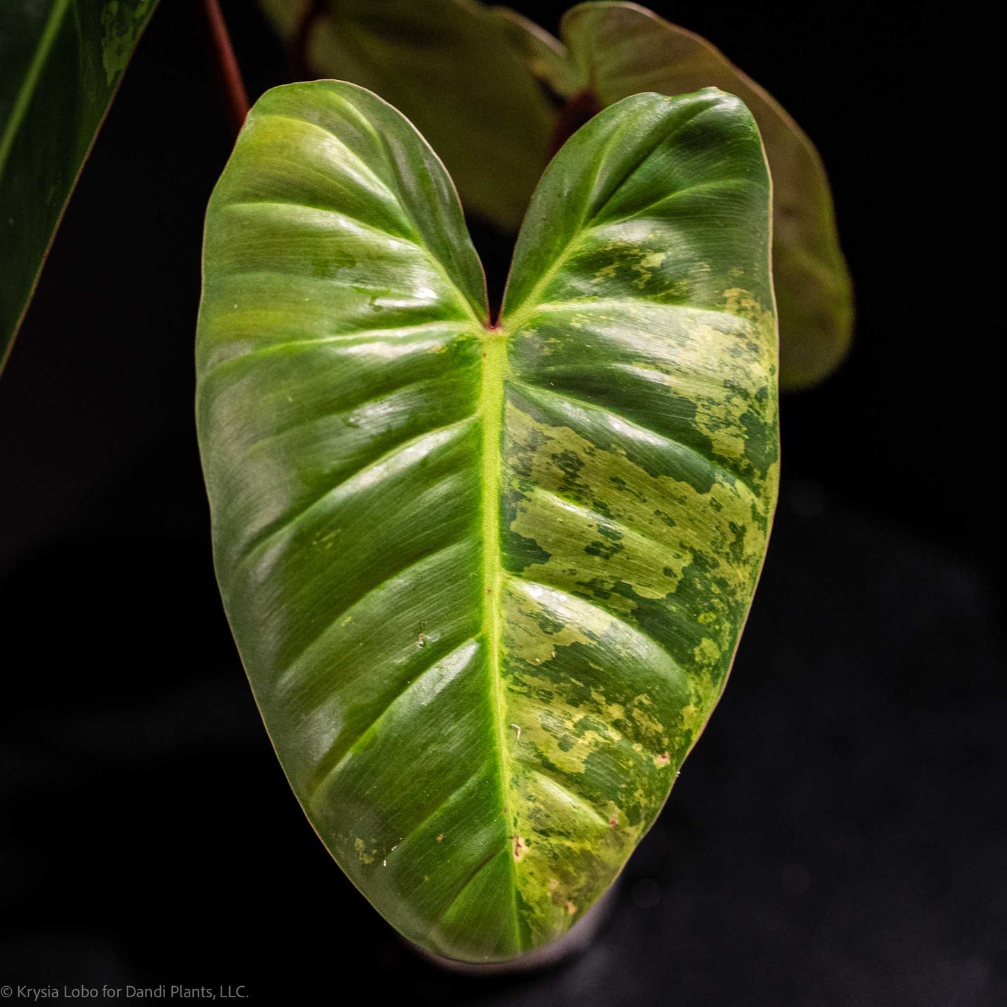 Philodendron 'El Choco' Red x Philodendron Billietiae Mint Variegated (SD48-01)