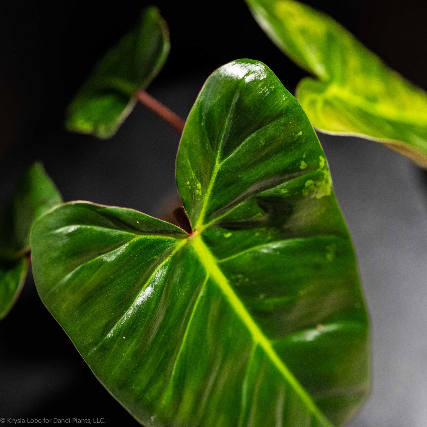 Philodendron 'El Choco' Red x Philodendron Billietiae Mint Variegated (SD48-01)