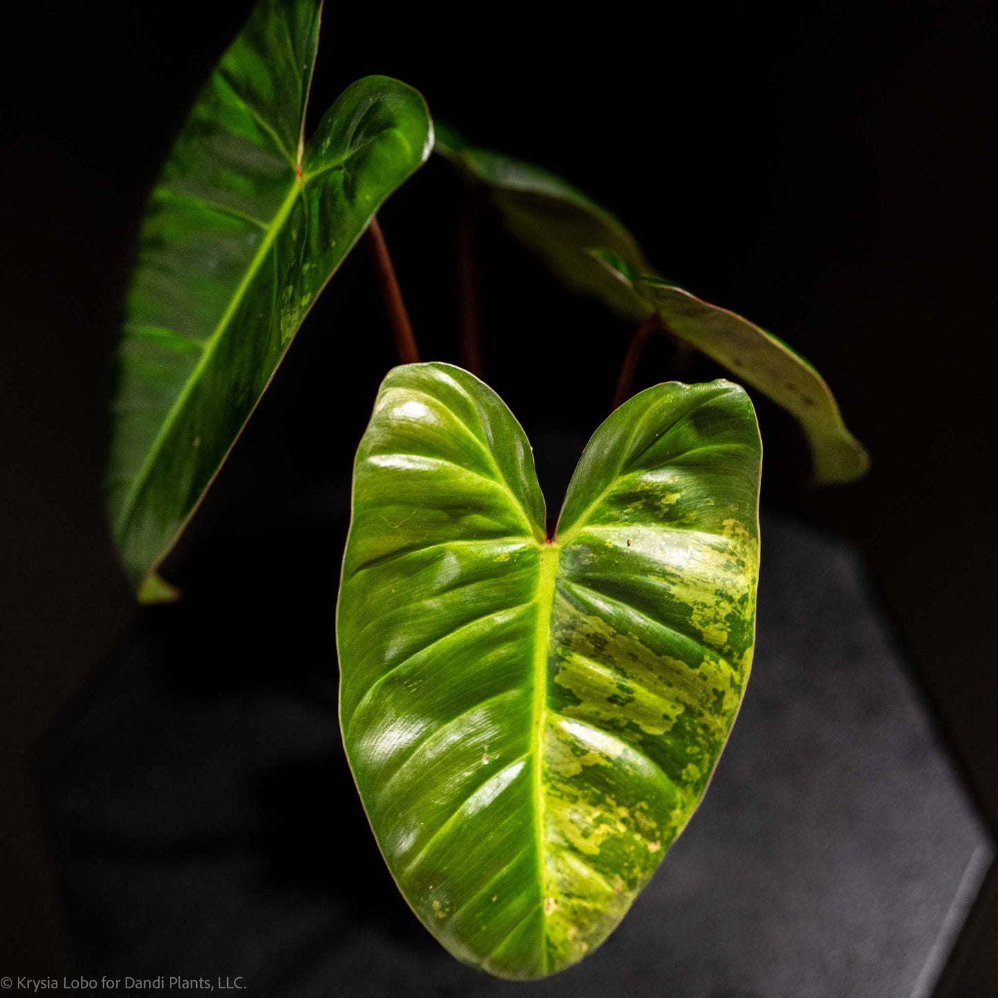 Philodendron 'El Choco' Red x Philodendron Billietiae Mint Variegated (SD48-01)