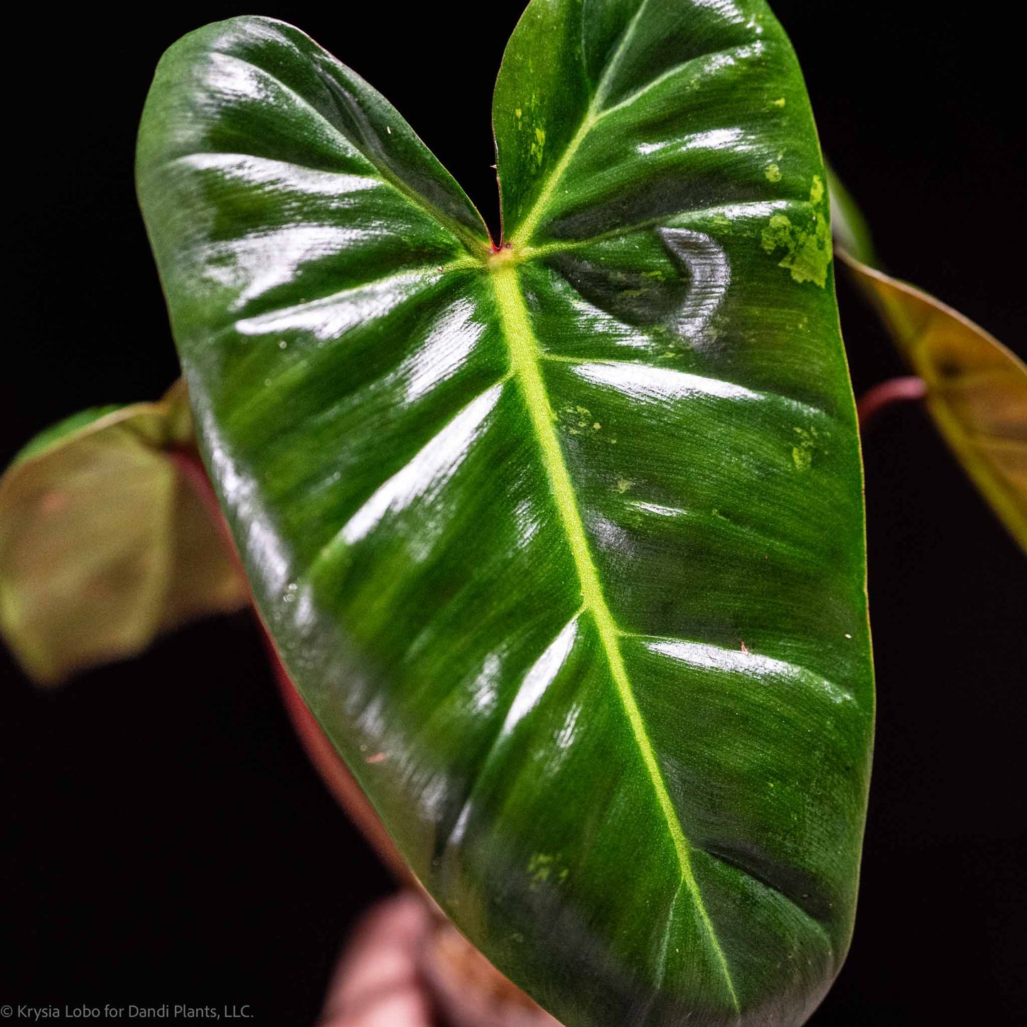 Philodendron 'El Choco' Red x Philodendron Billietiae Mint Variegated (SD48-01)