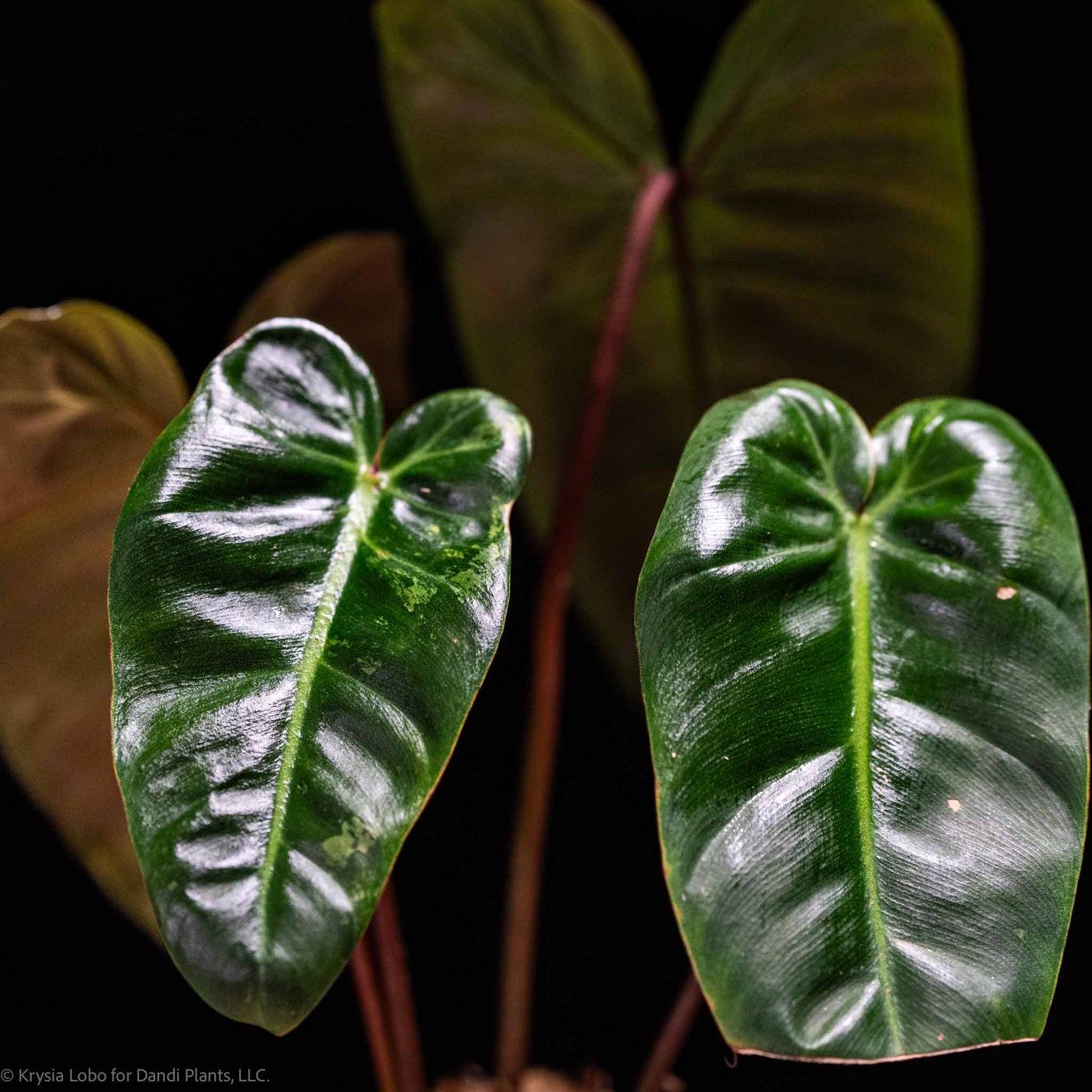 Philodendron 'El Choco' Red x Philodendron Billietiae Mint Variegated (SD48-01)