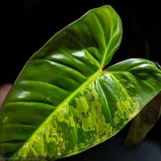 Philodendron 'El Choco' Red x Philodendron Billietiae Mint Variegated (SD48-01)