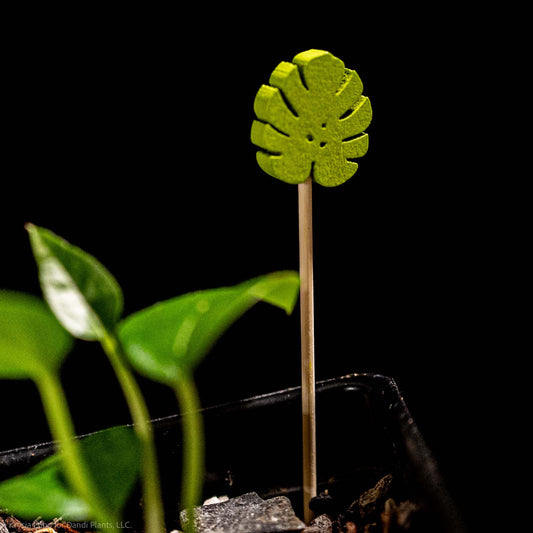 Monstera Stakes (mini) *plant not included