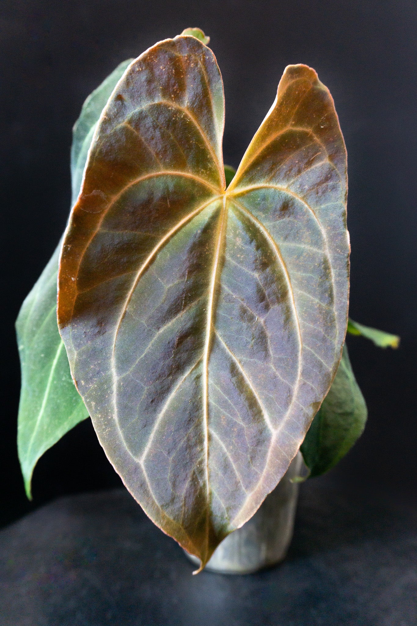 Anthurium Portillae X Besseae (0809)
