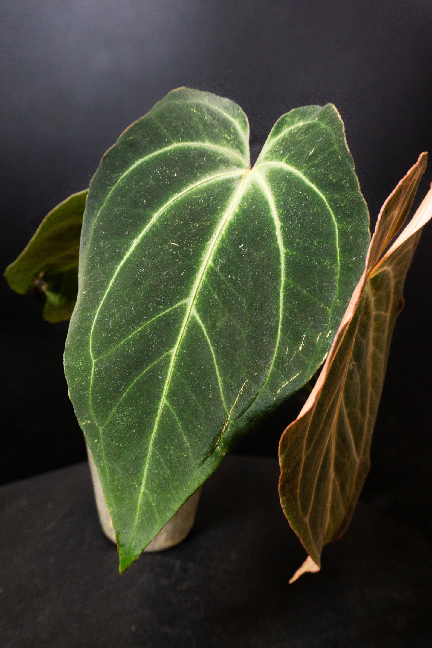 Anthurium Portillae X Besseae (0809)