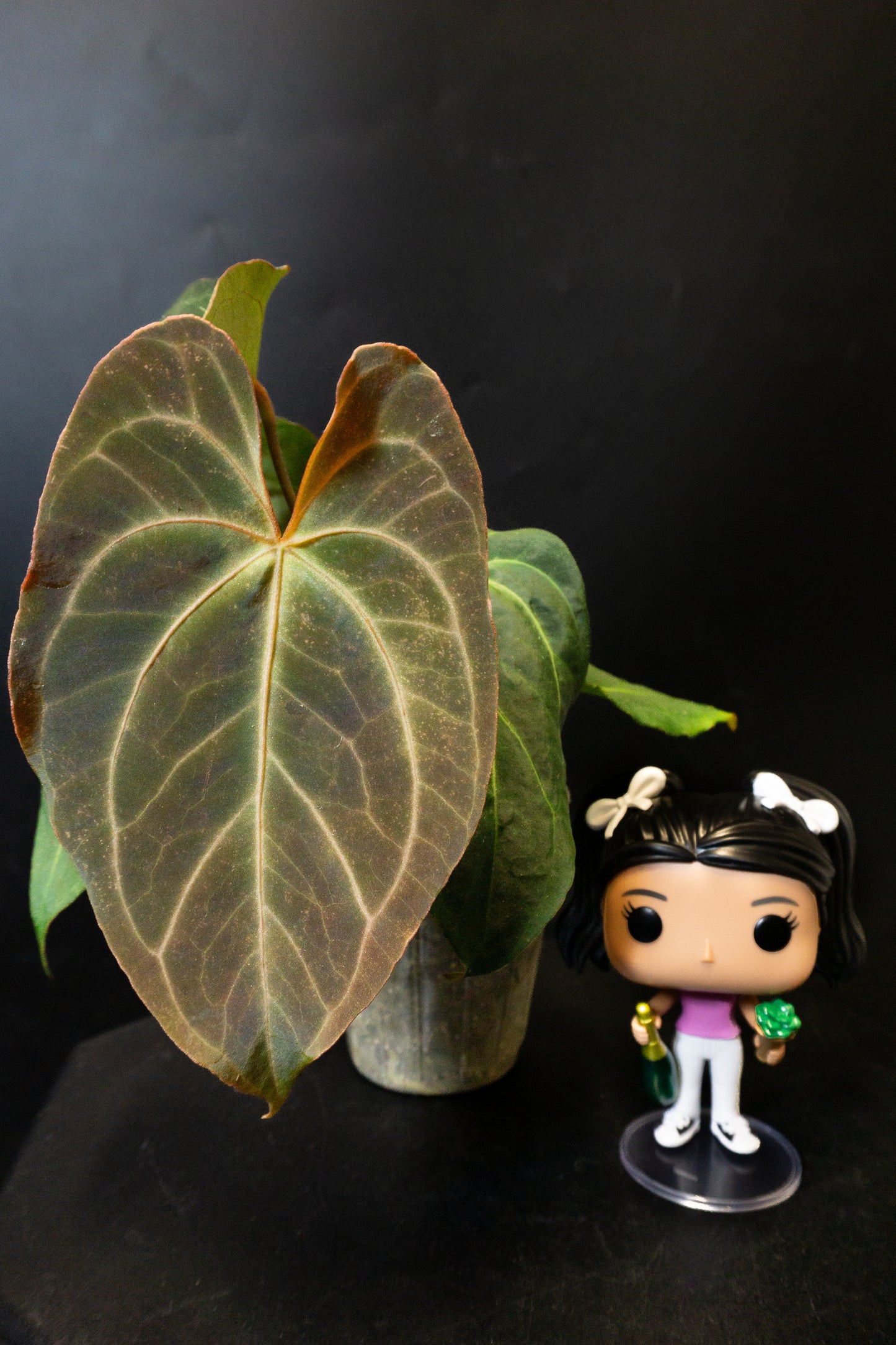 Anthurium Portillae X Besseae (0809)