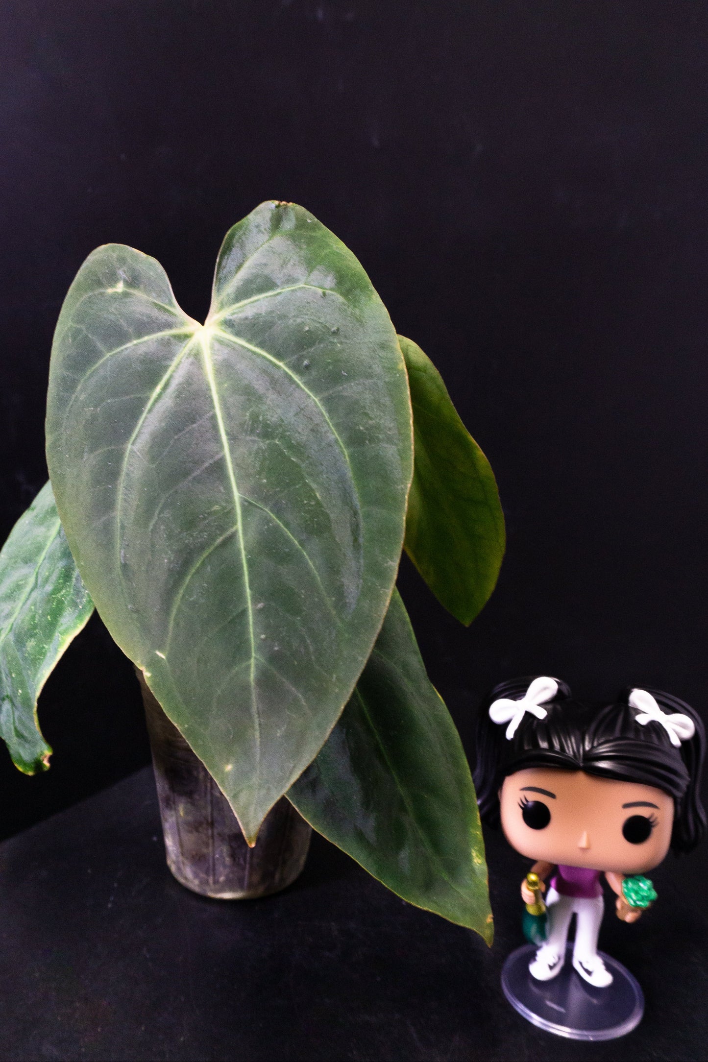 Anthurium Papillaminum X Carla (0808)