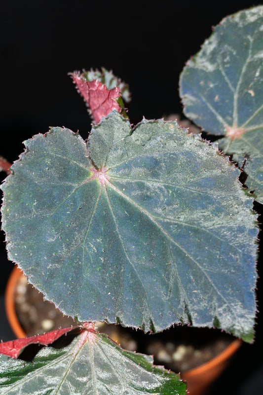 Begonia Taconite *Growers Choice* (0807)