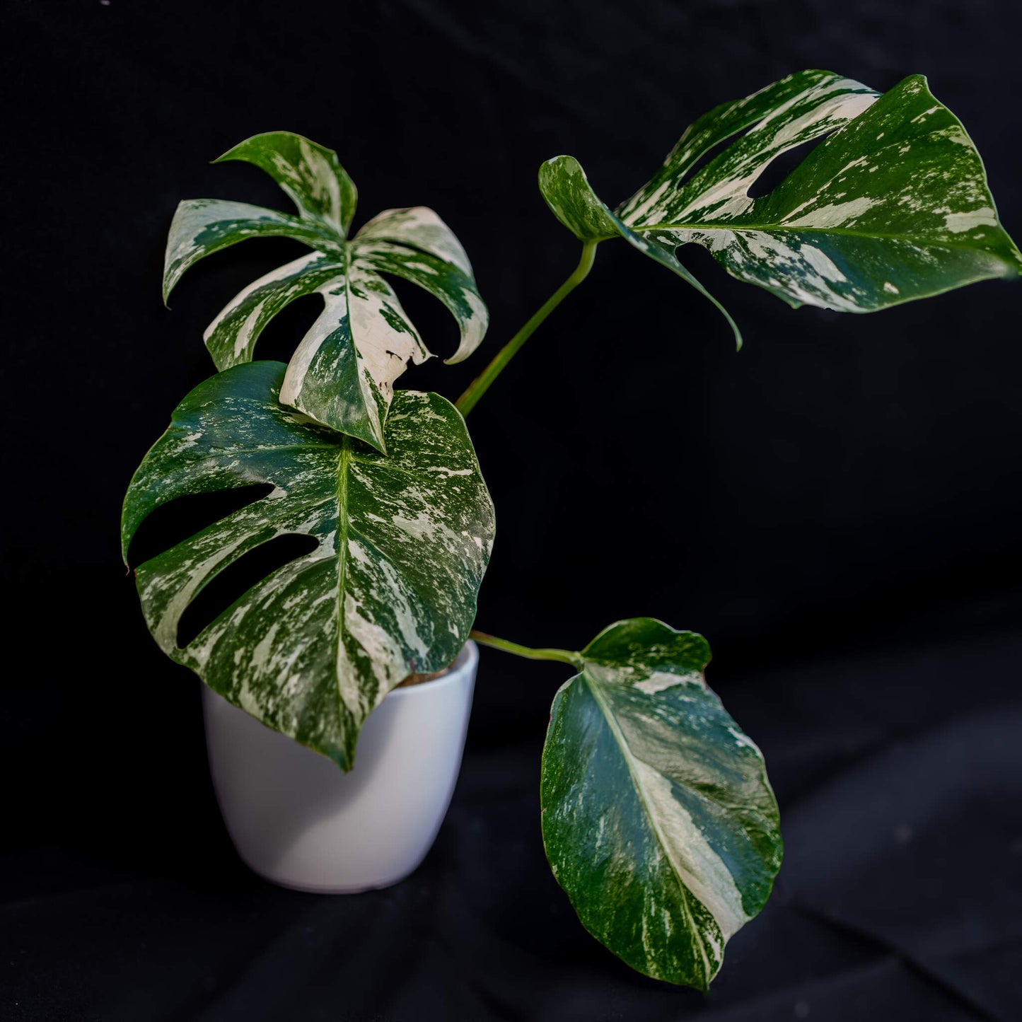 Monstera Deliciosa Borsigiana Albo Variegated (Grower's Choice)