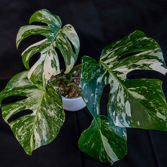 Monstera Deliciosa Borsigiana Albo Variegated (Grower's Choice)