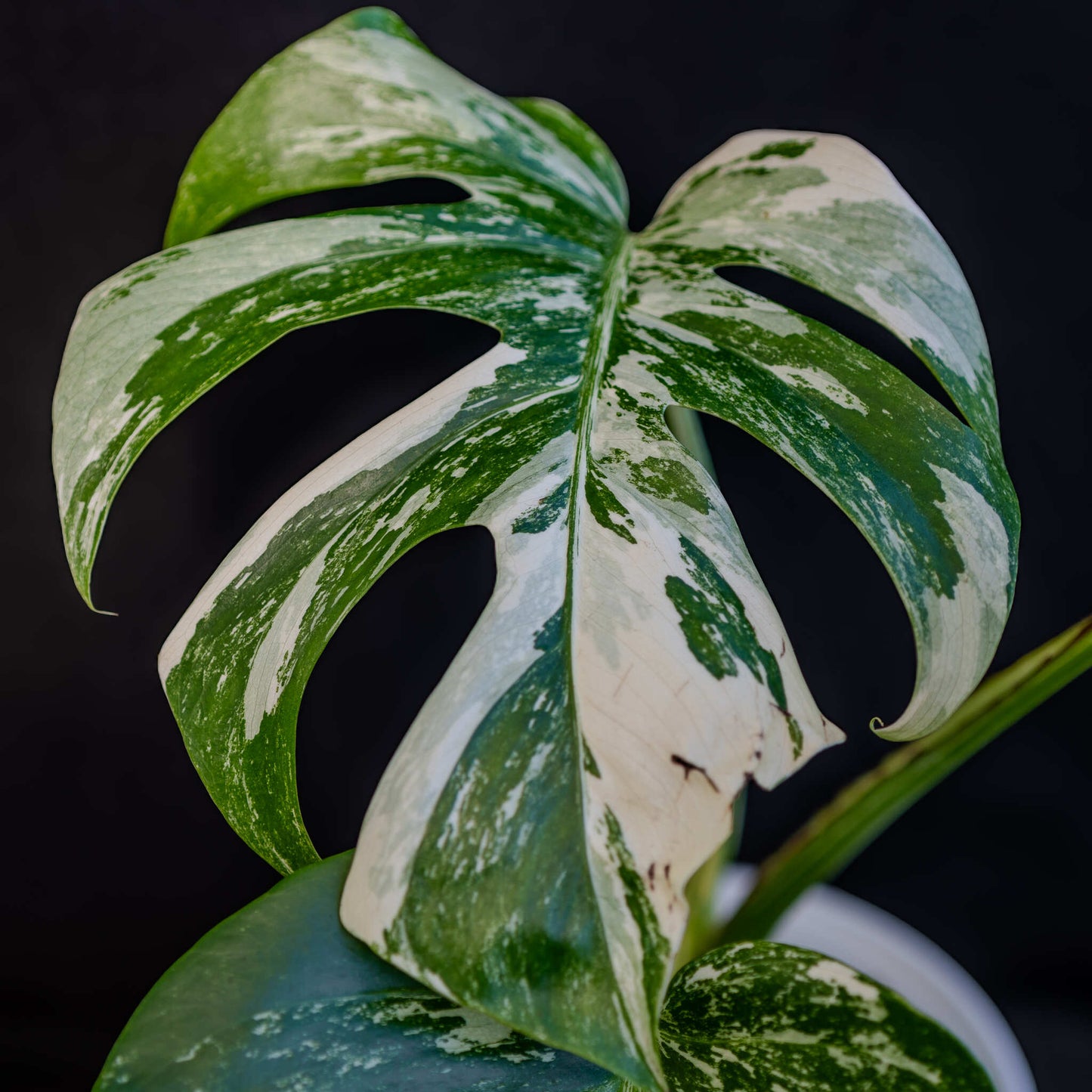 Monstera Deliciosa Borsigiana Albo Variegated (Grower's Choice)