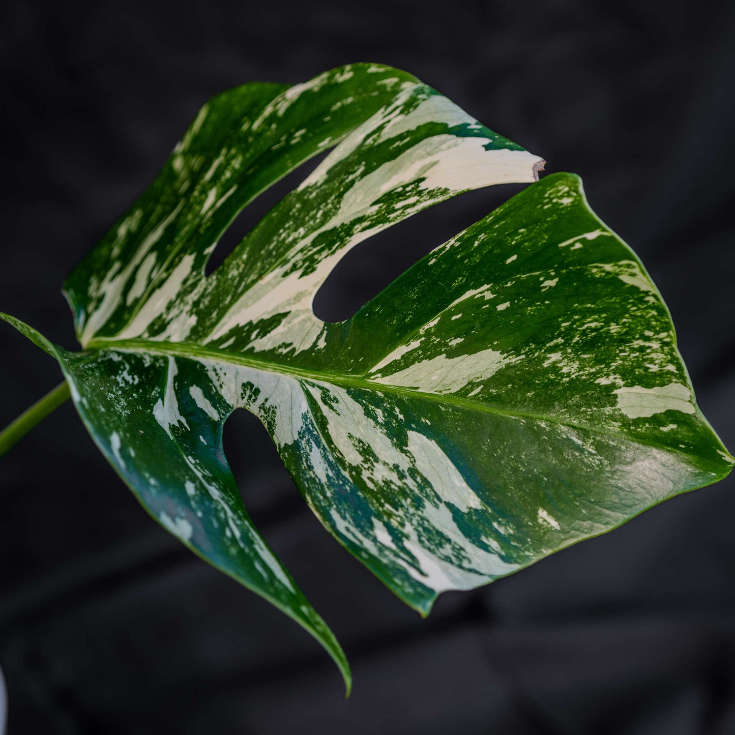 Monstera Deliciosa Borsigiana Albo Variegated (Grower's Choice)