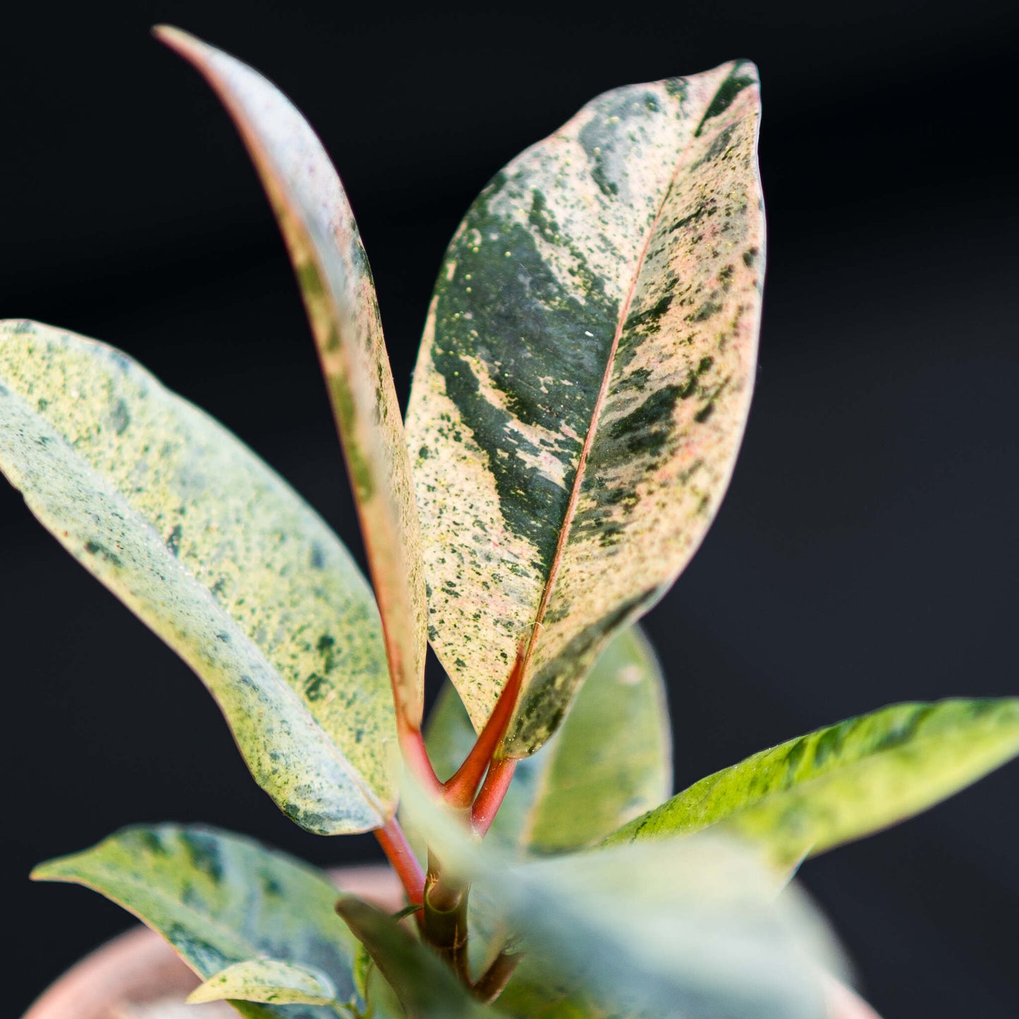 Ficus Shivereana (Grower's Choice)