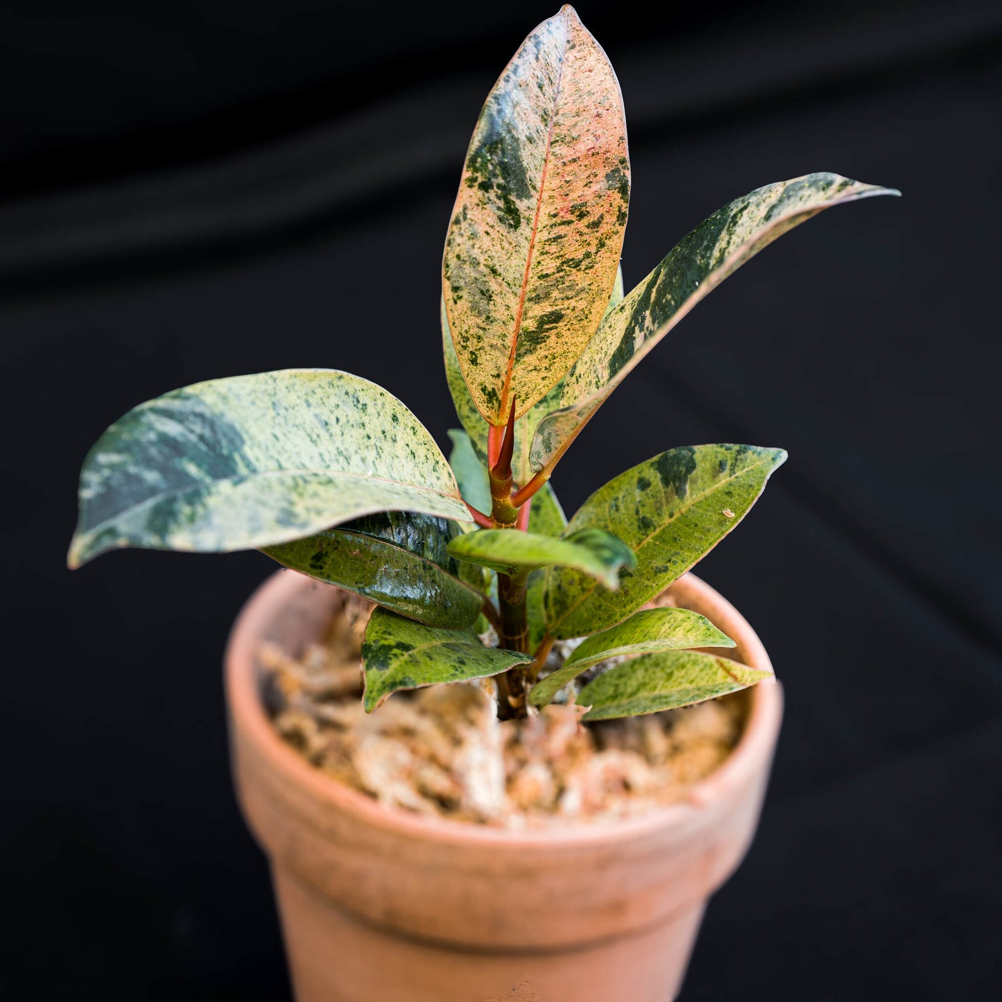 Ficus Shivereana (Grower's Choice)