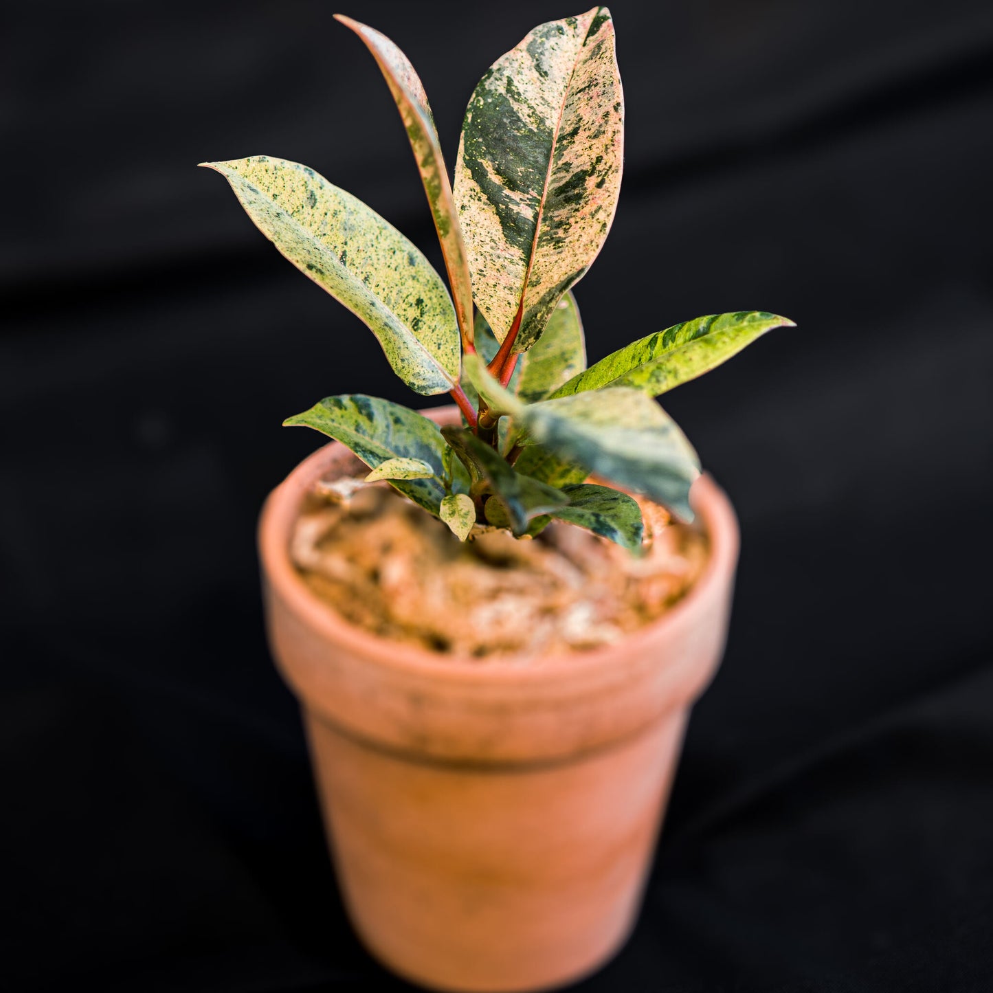 Ficus Shivereana (Grower's Choice)