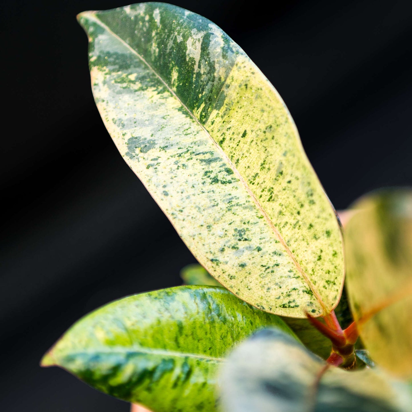 Ficus Shivereana (Grower's Choice)