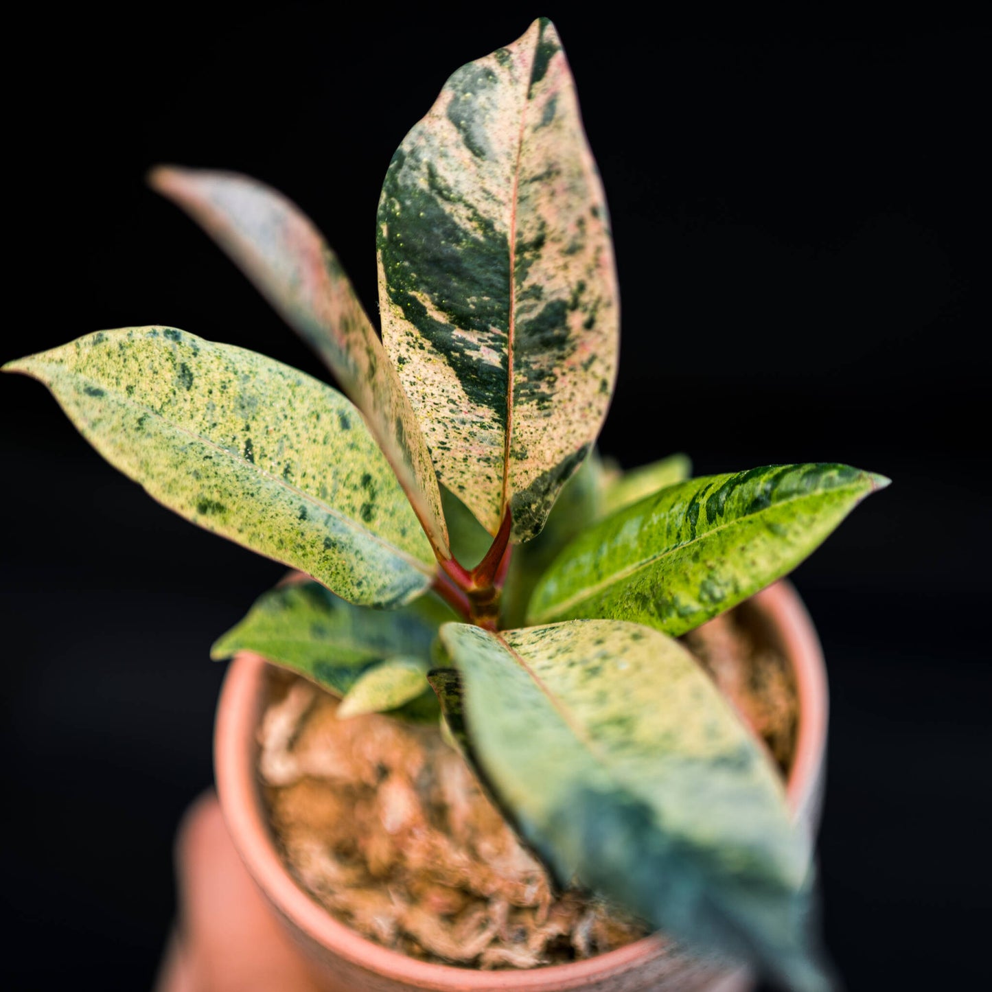 Ficus Shivereana (Grower's Choice)