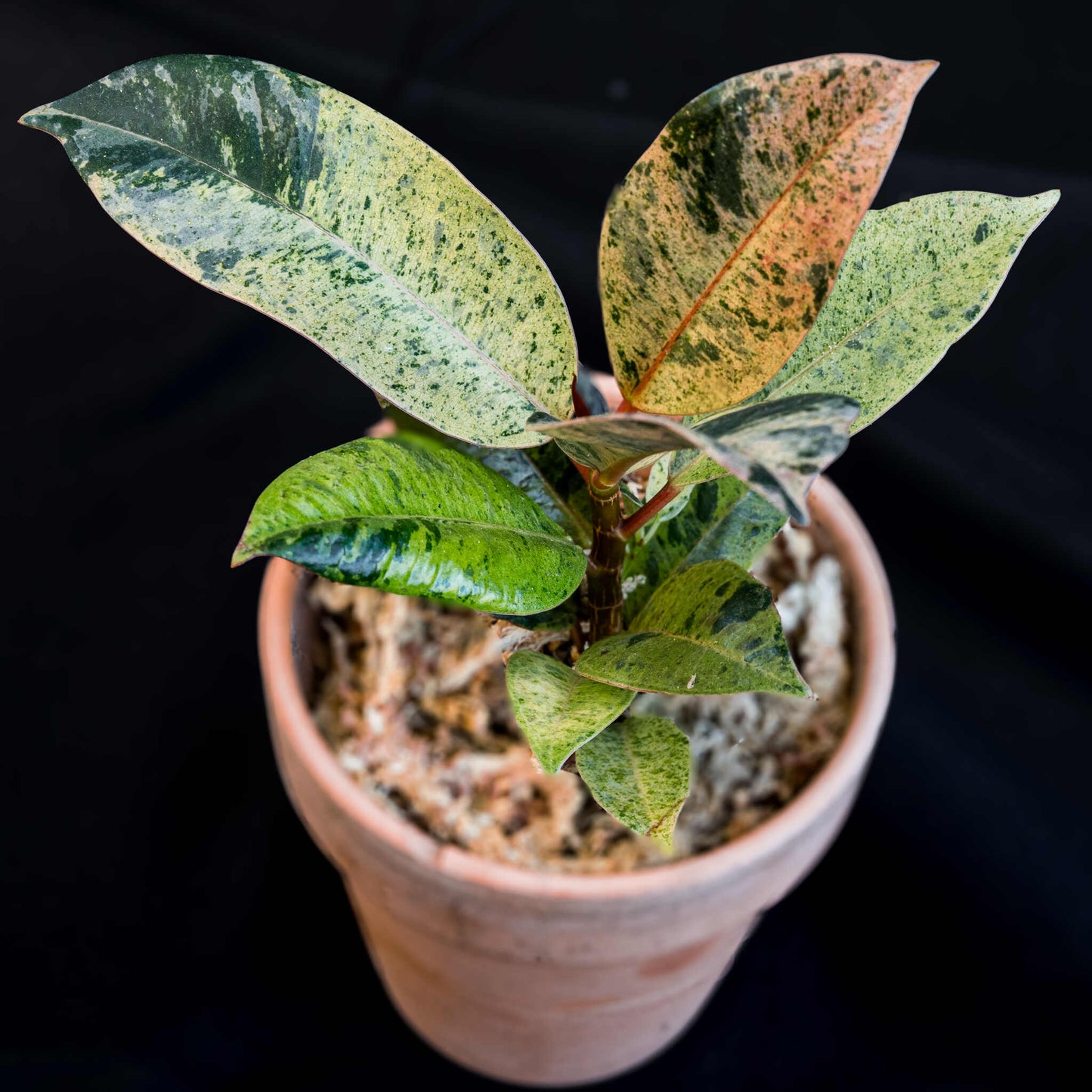 Ficus Shivereana (Grower's Choice)