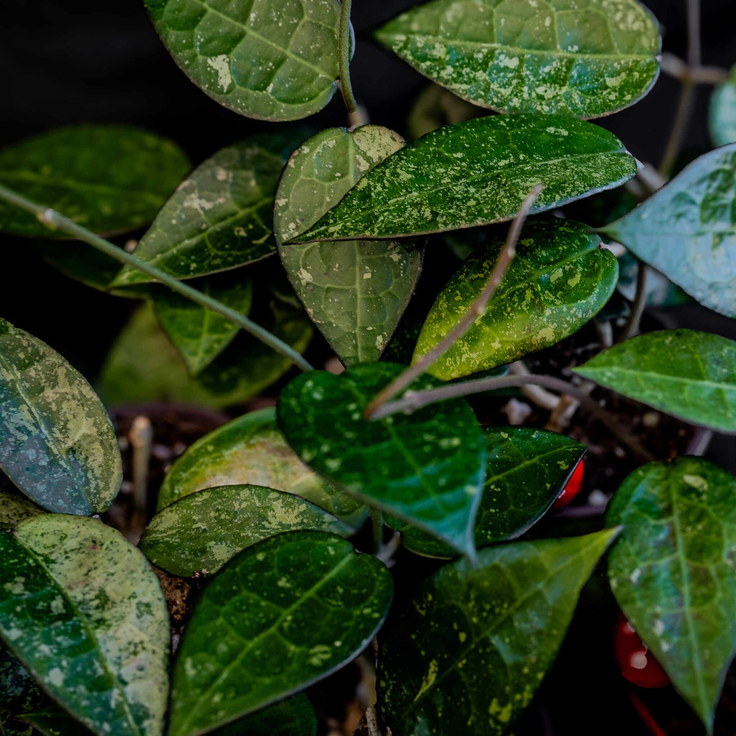 Hoya Parasitica 'Black Margin' (Grower's Choice)