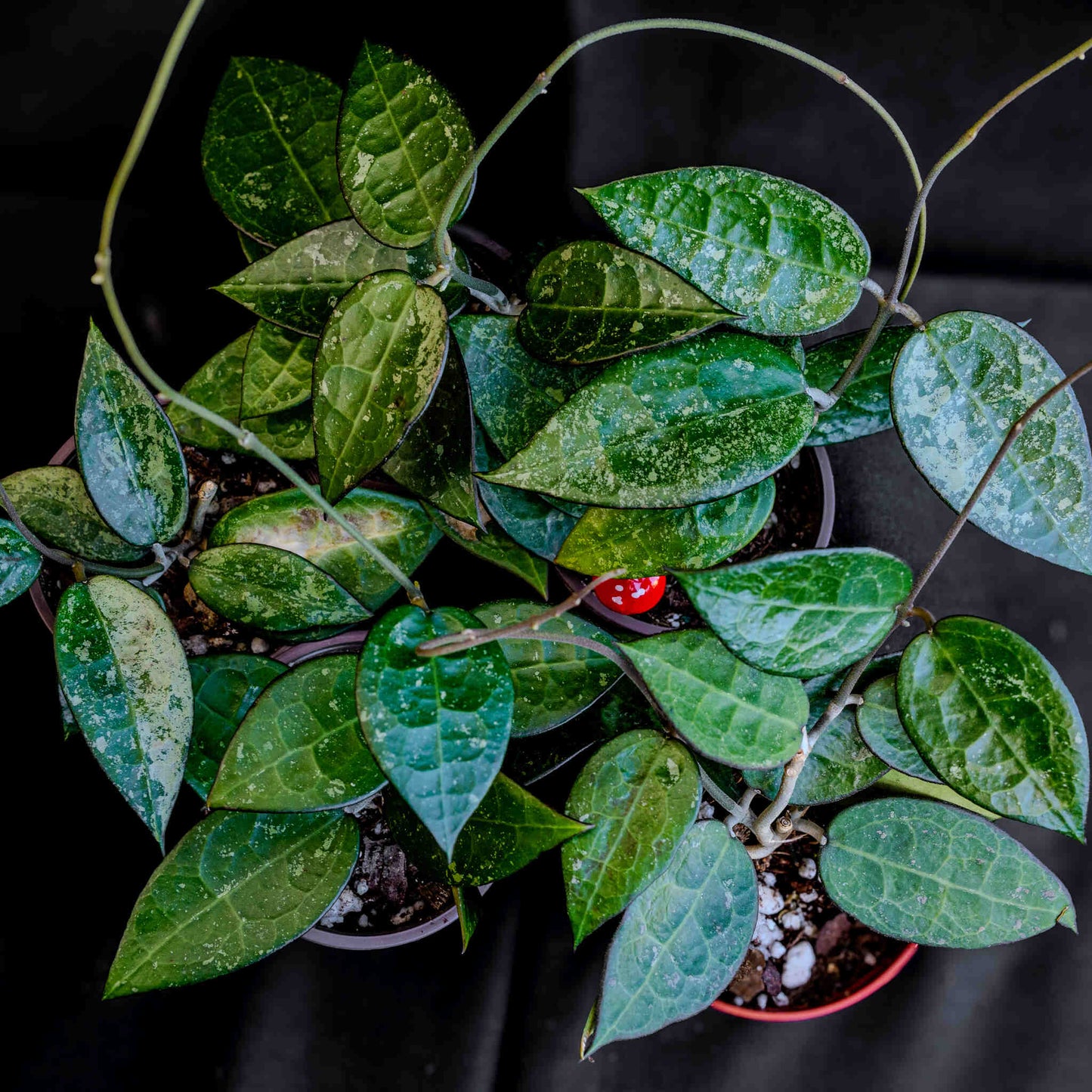 Hoya Parasitica 'Black Margin' (Grower's Choice)