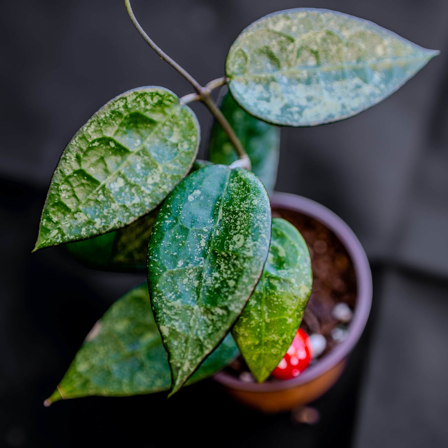 Hoya Parasitica 'Black Margin' (Grower's Choice)