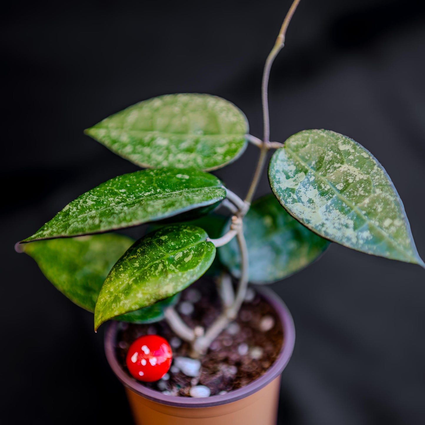 Hoya Parasitica 'Black Margin' (Grower's Choice)