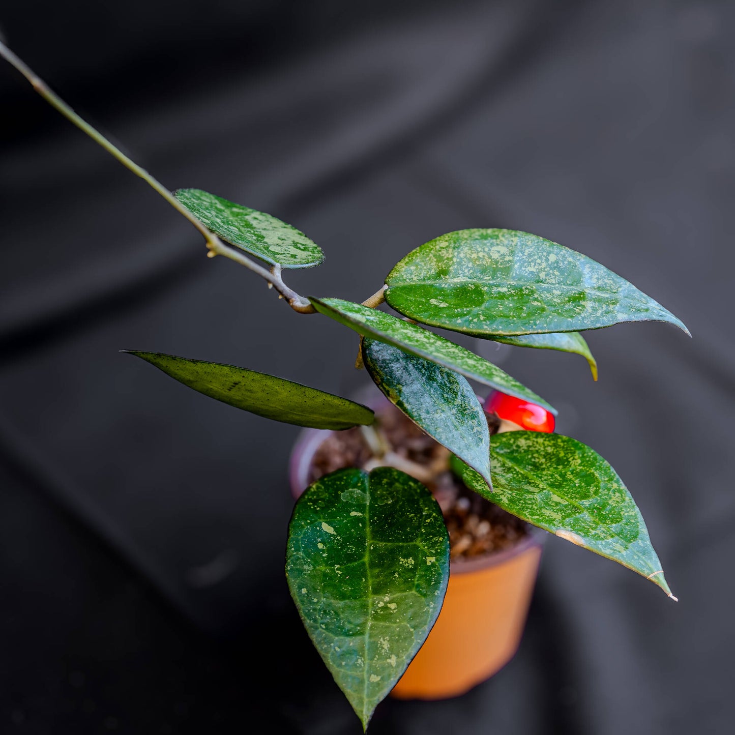 Hoya Parasitica 'Black Margin' (Grower's Choice)