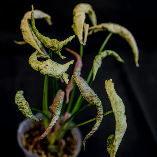 Syngonium Pink Rolli (Grower's Choice)