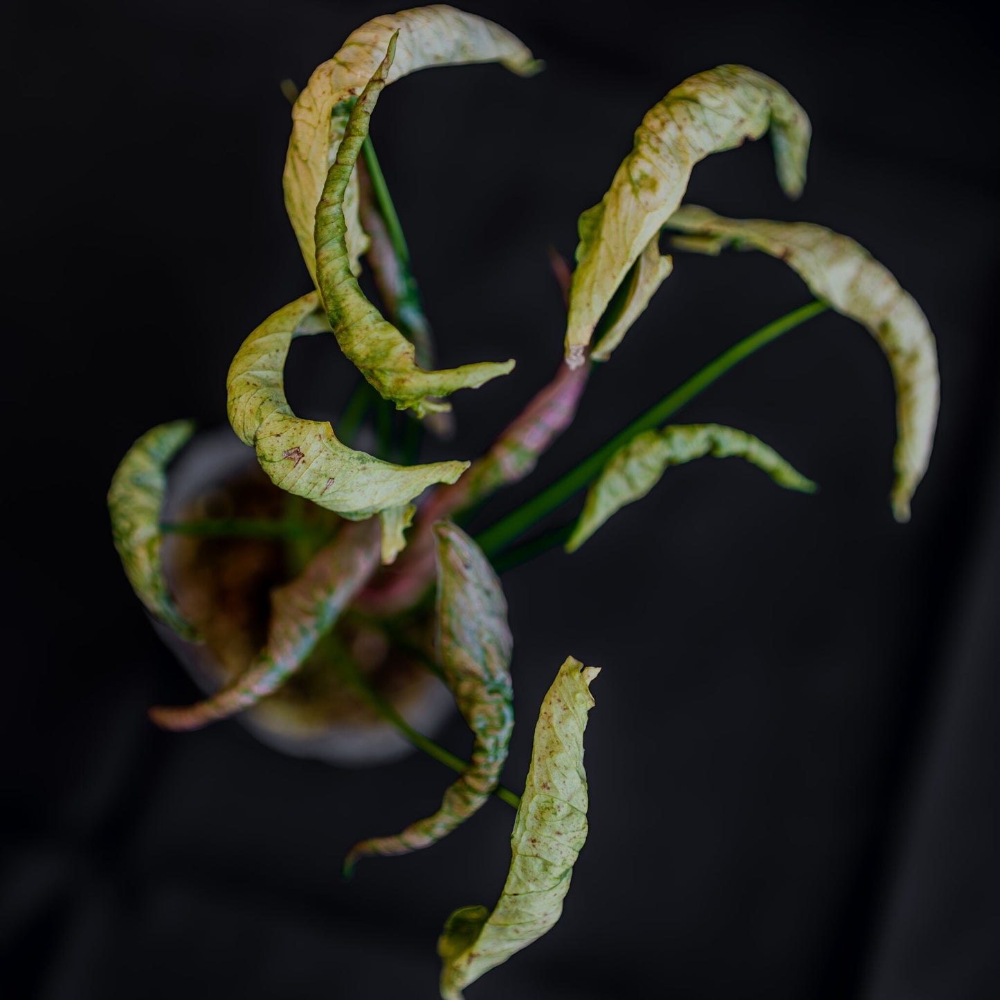 Syngonium Pink Rolli (Grower's Choice)