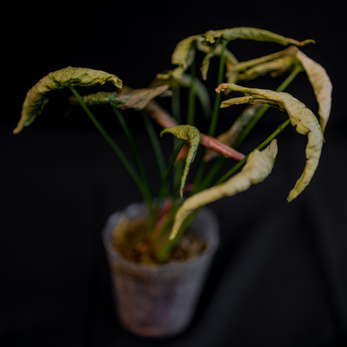 Syngonium Pink Rolli (Grower's Choice)