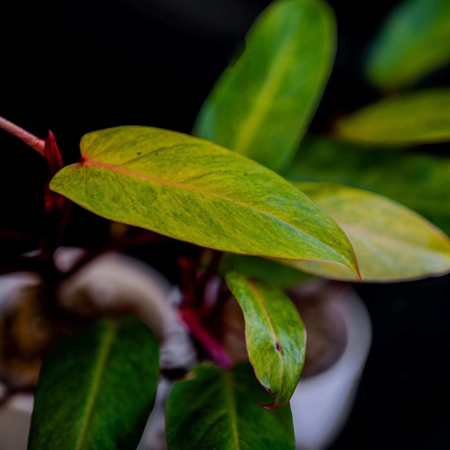 Philodendron Medisa (Grower's Choice)