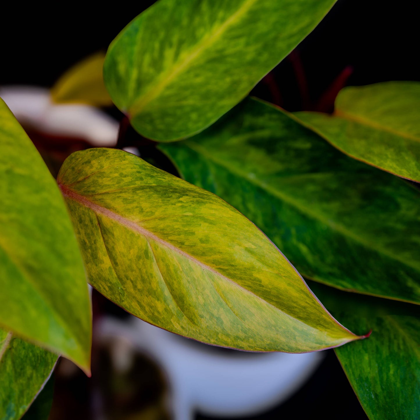 Philodendron Medisa (Grower's Choice)