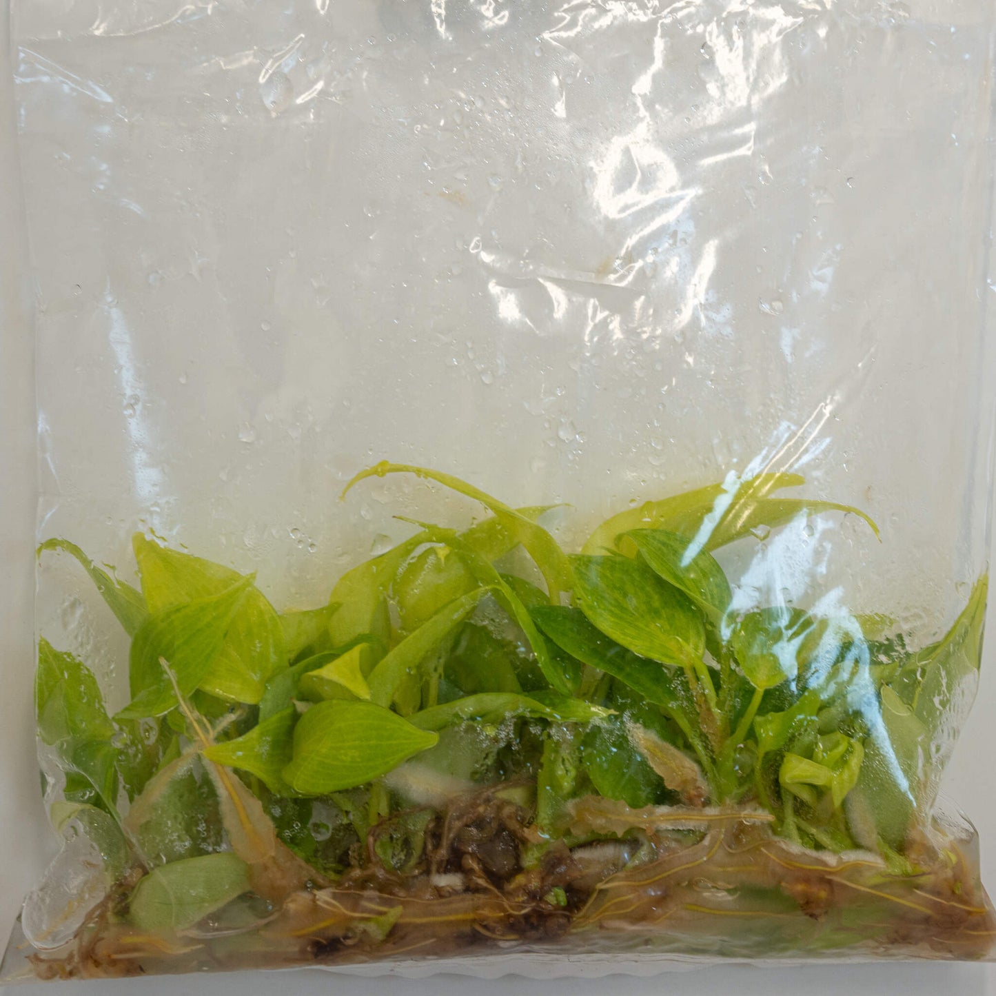 Tissue Culture - 5-Pack - Philodendron Jungle Fever (Seller's Choice)