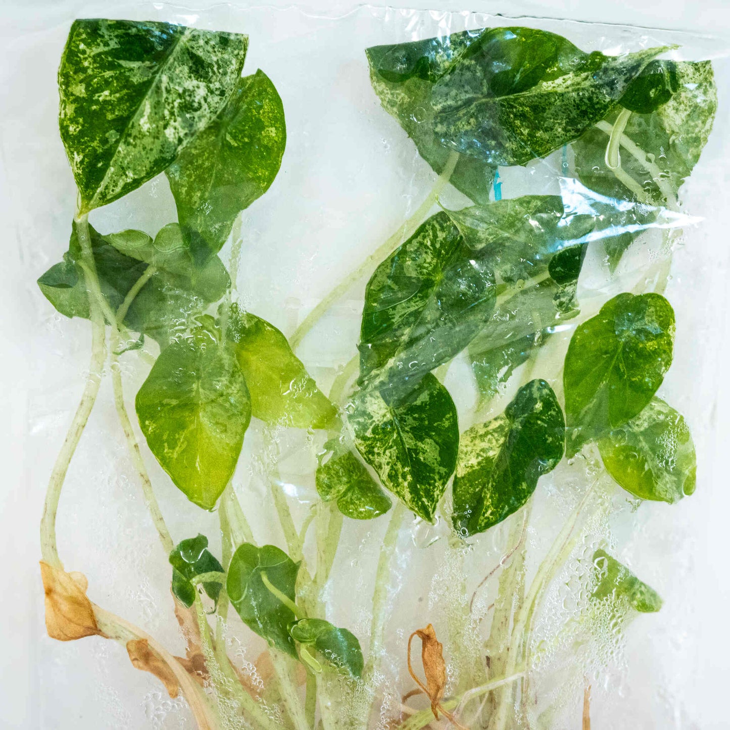 Tissue Culture - 5-Pack - Alocasia Odora 'Batik' Variegated (Seller's Choice)