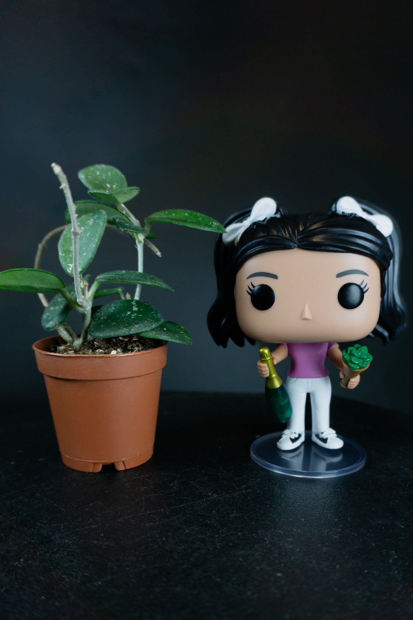 Hoya Mathilde Splash *Growers Choice* (0902)