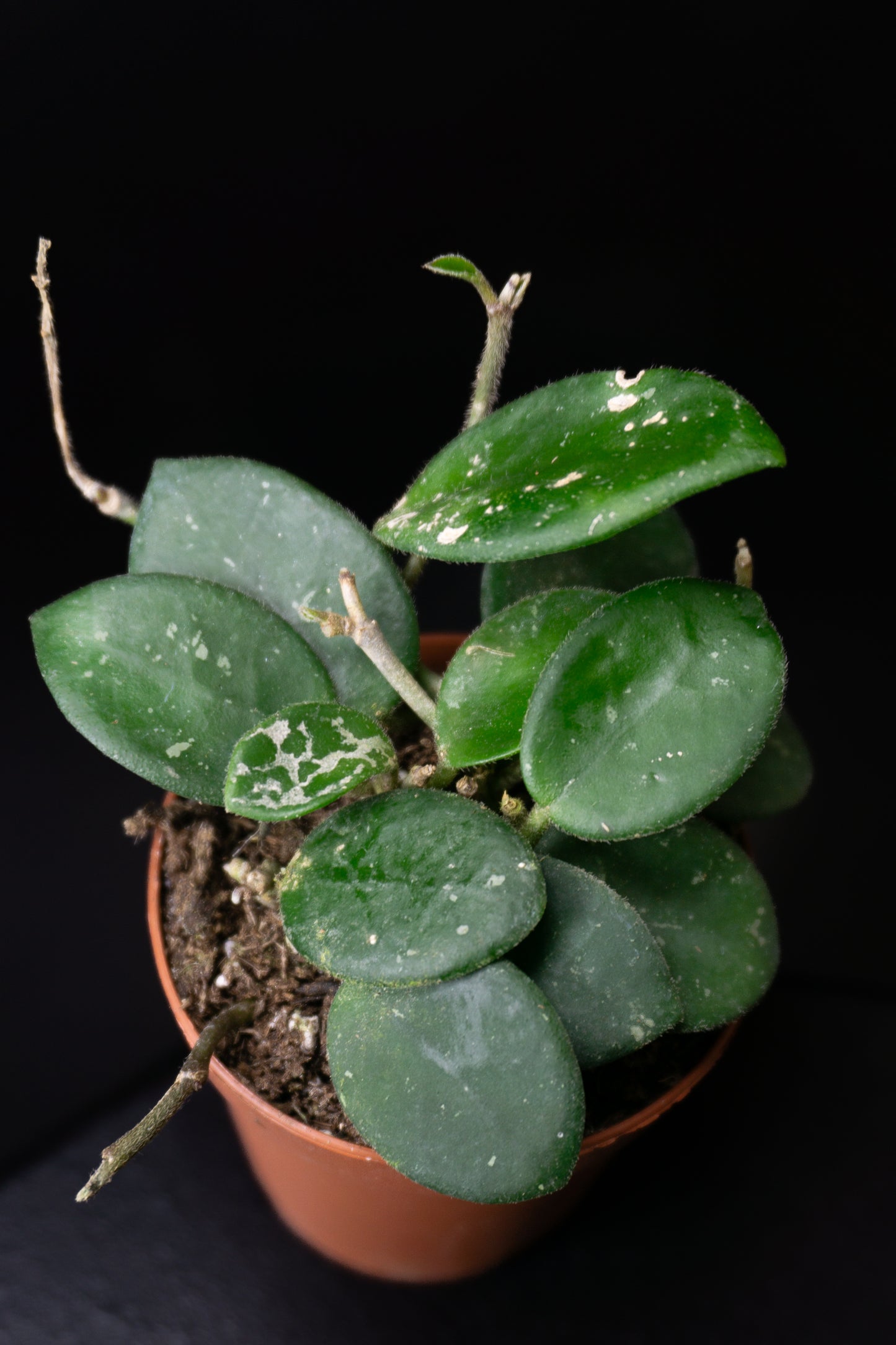 Hoya Mathilde Splash *Growers Choice* (0902)