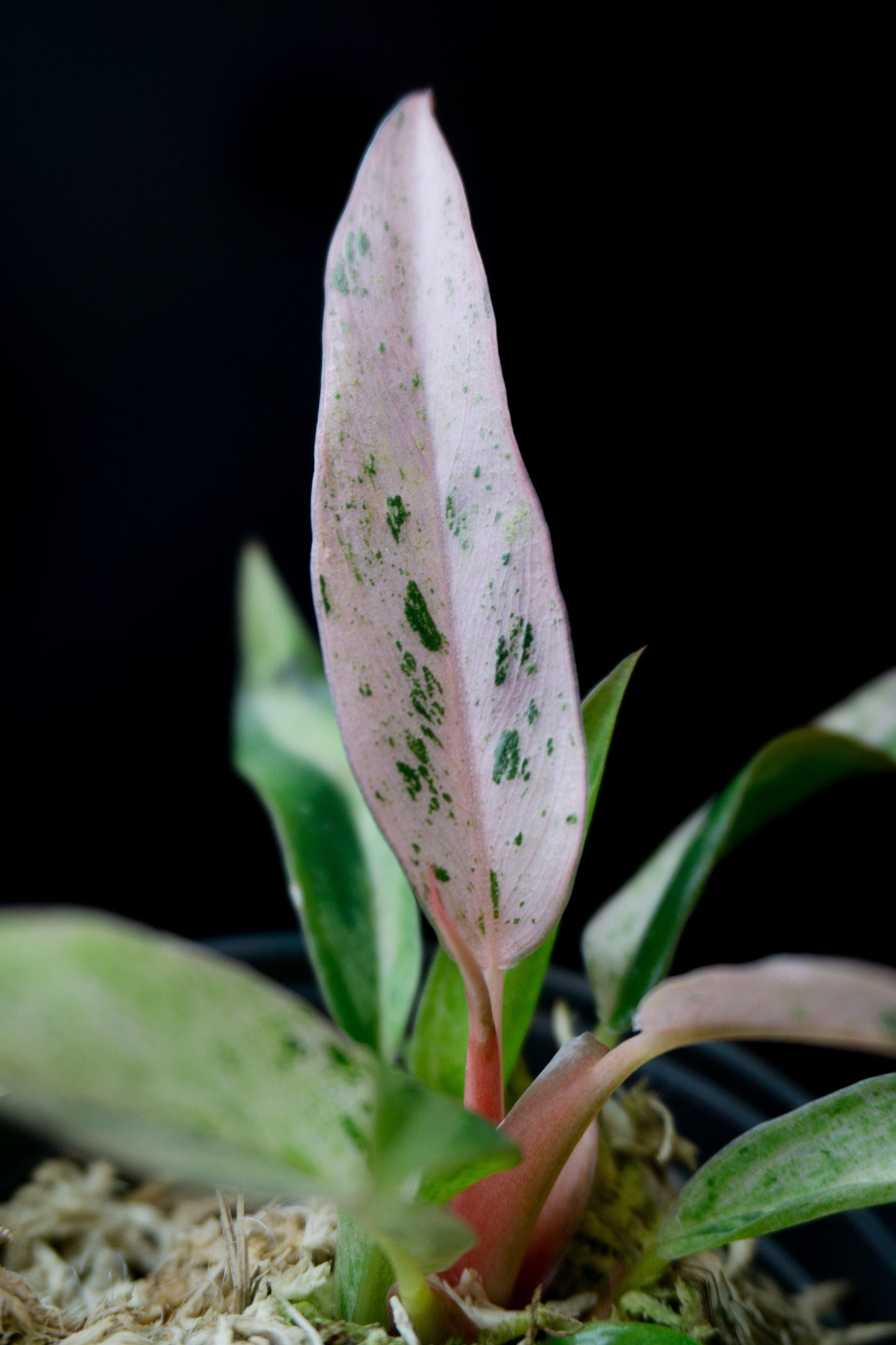 Philodendron Caramel Strawberry Pink (0901)