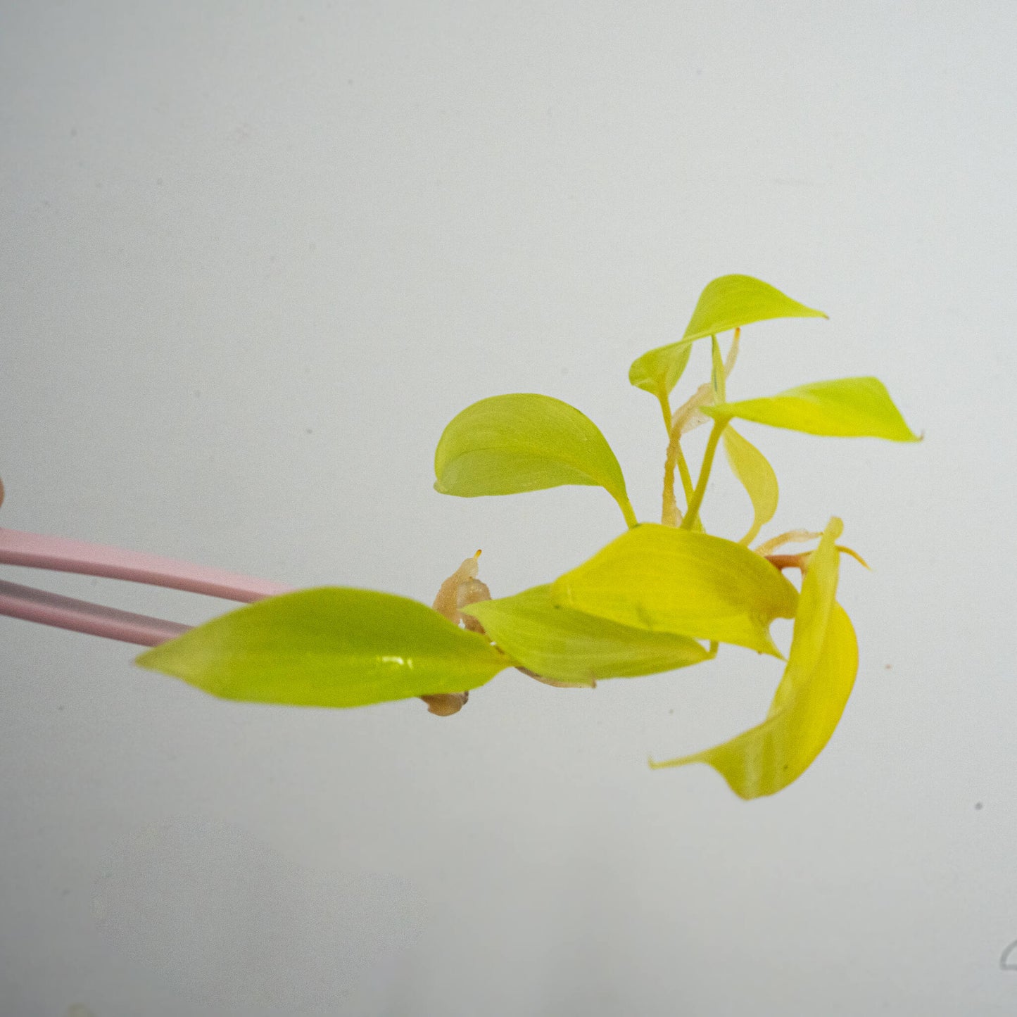 Tissue Culture - Philodendron Jungle Fever (Seller's Choice)