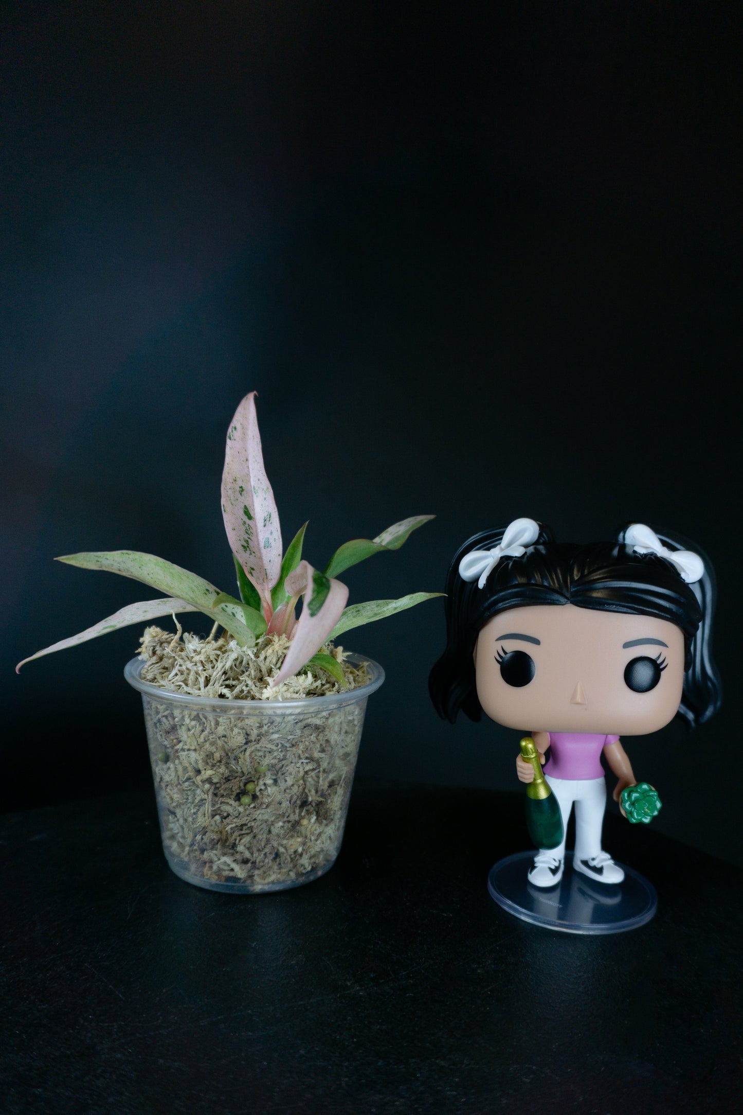 Philodendron Caramel Strawberry Pink (0901)