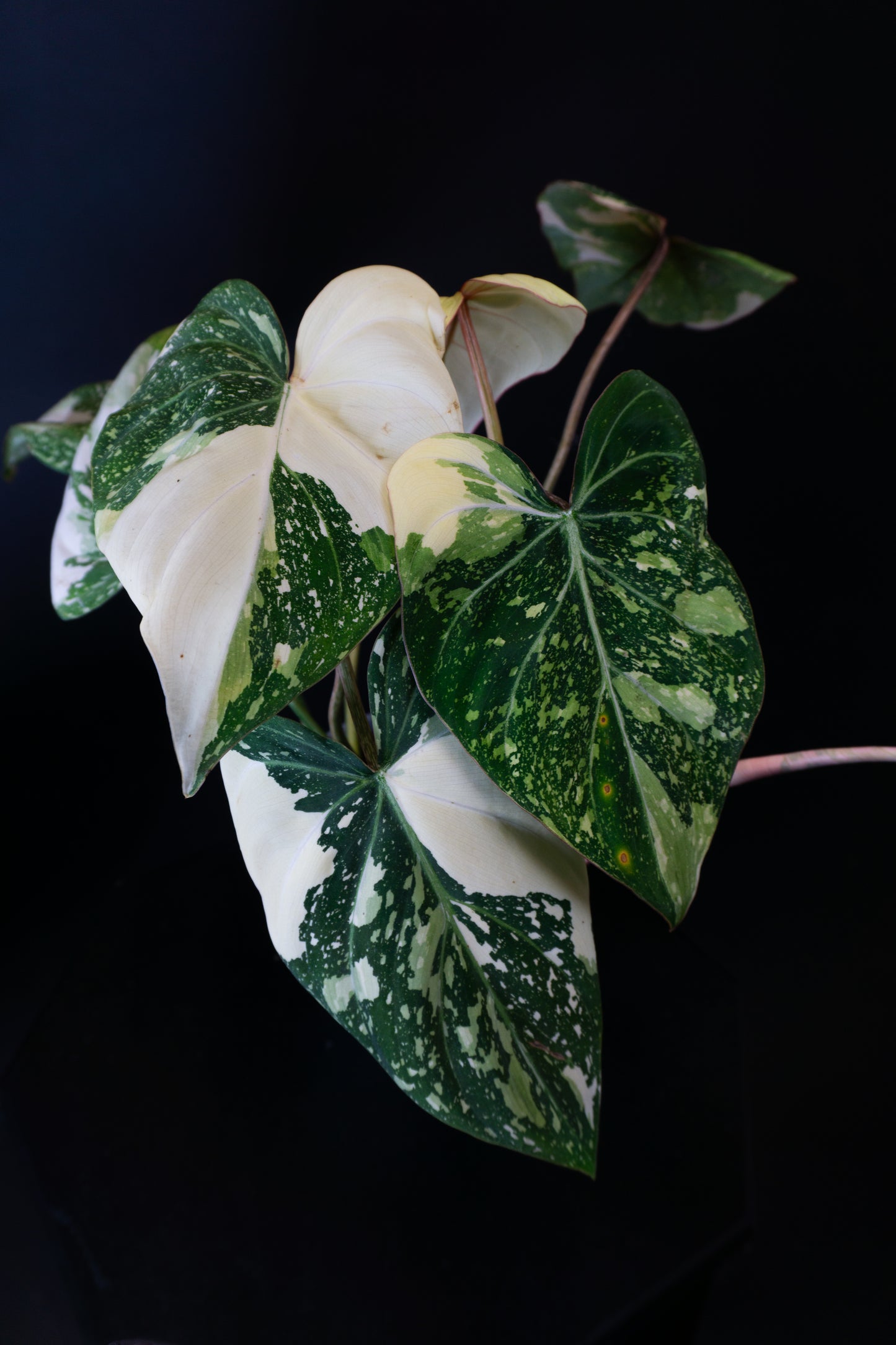 Philodendron Gloriosum Type 2 Variegated (0904)